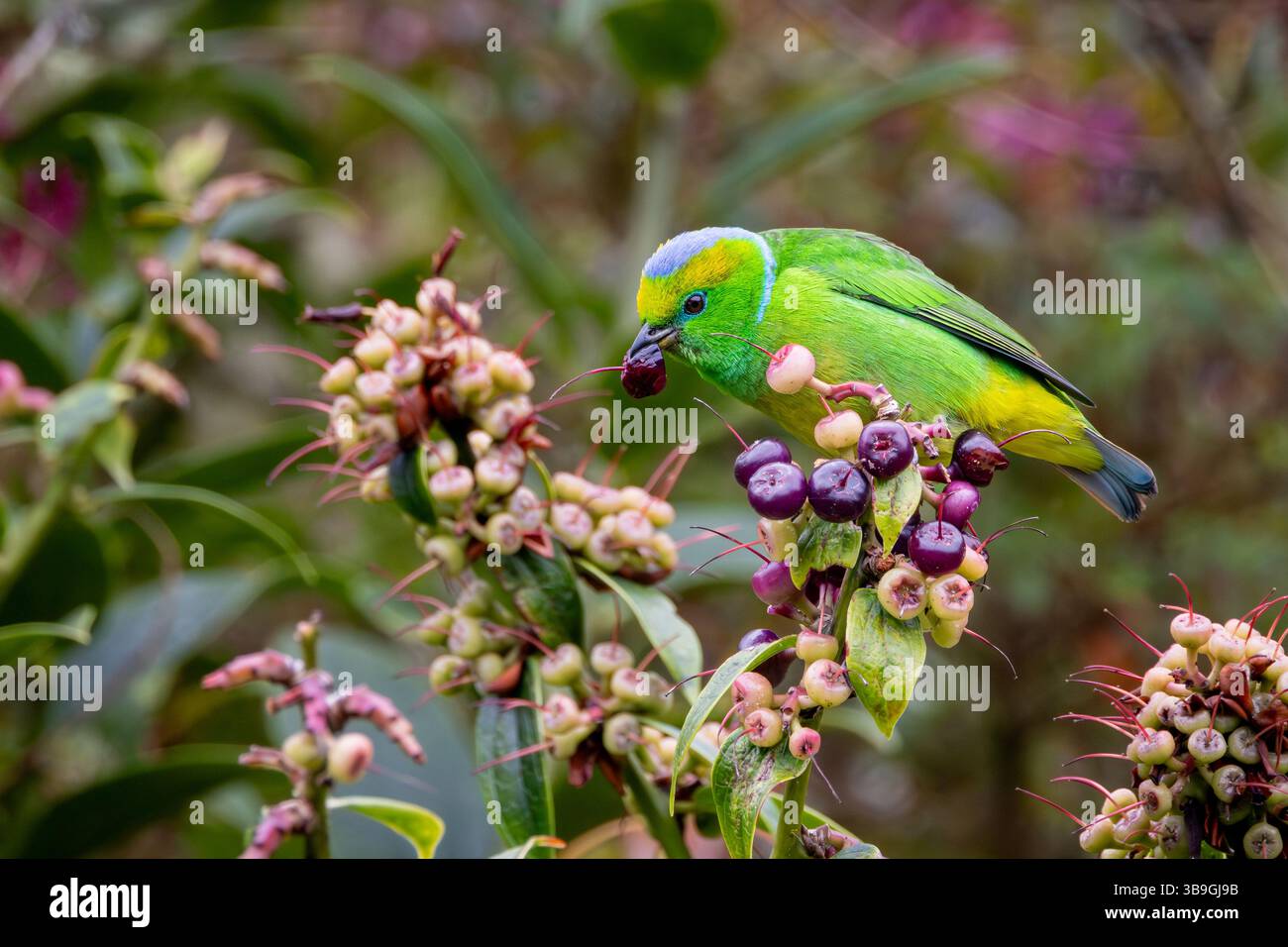 Goldbraun-Chlorophonie Stockfoto