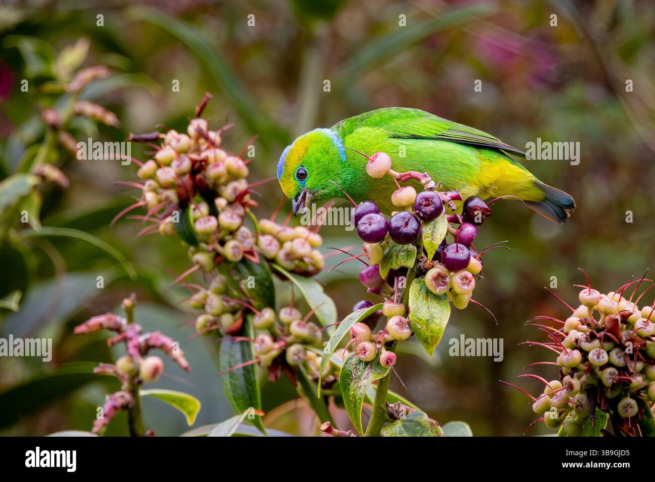 Goldbraun-Chlorophonie Stockfoto