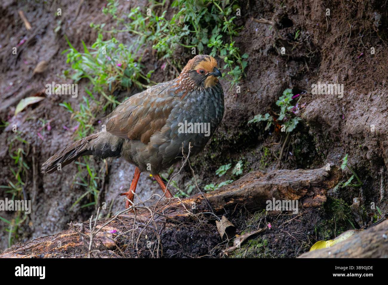 Rebhühner mit Buffy-Krone Stockfoto