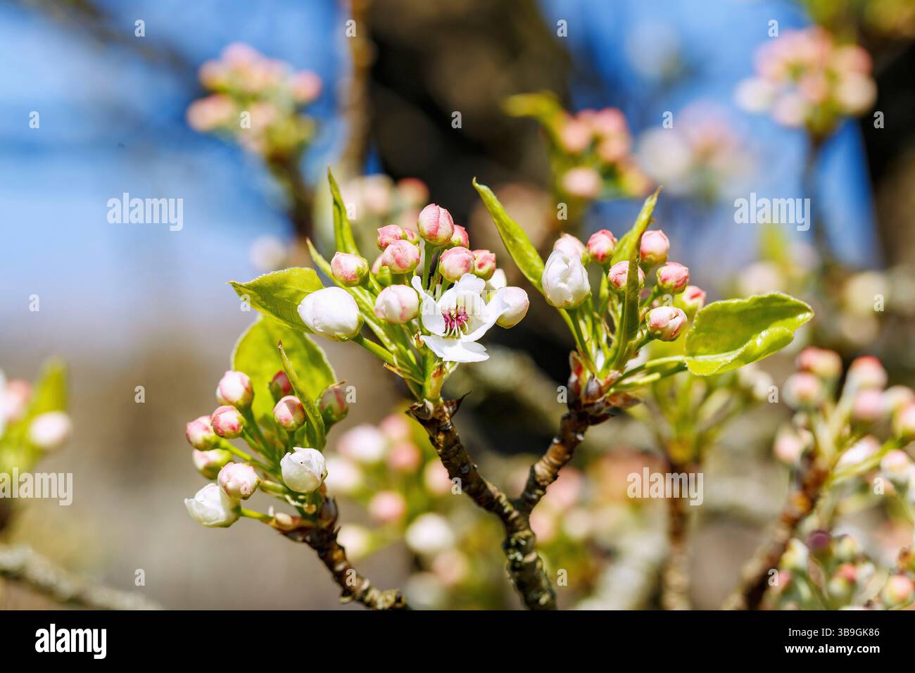 Zweige mit Blüten der chinesischen Wildbirne, Pyrus calleryana, Chanticleer Stockfoto