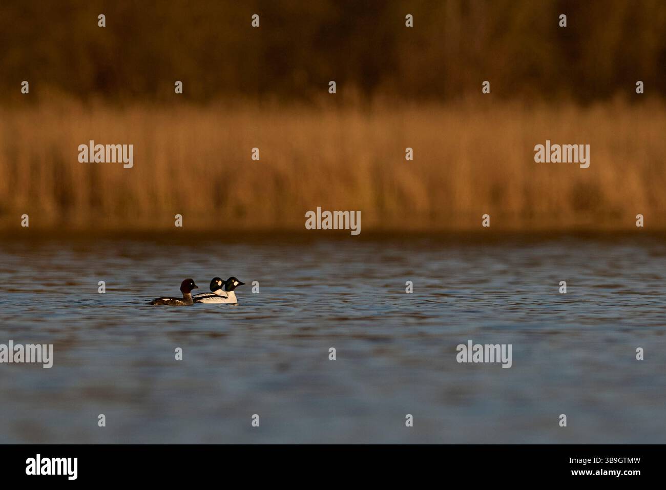Enten, Goldaugen, Bucephala clangula Stockfoto
