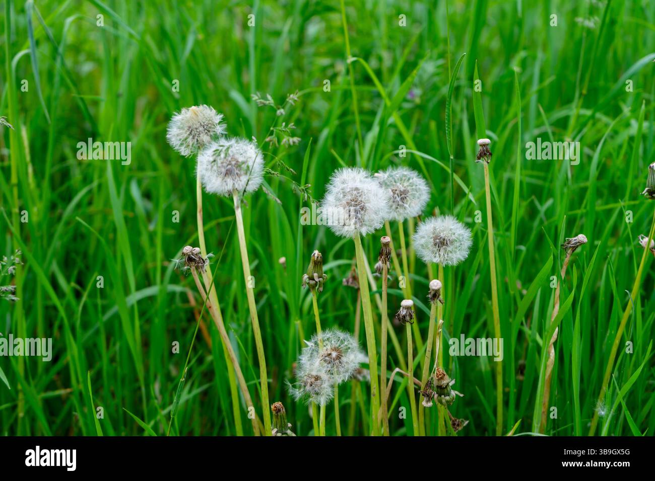 Flauschige Löwenzahn stehen hoch zwischen leuchtendem grünem Gras und fangen das Morgenlicht ein. Die Szene fängt die Schönheit der Natur ein und signalisiert die Ankunft von Stockfoto