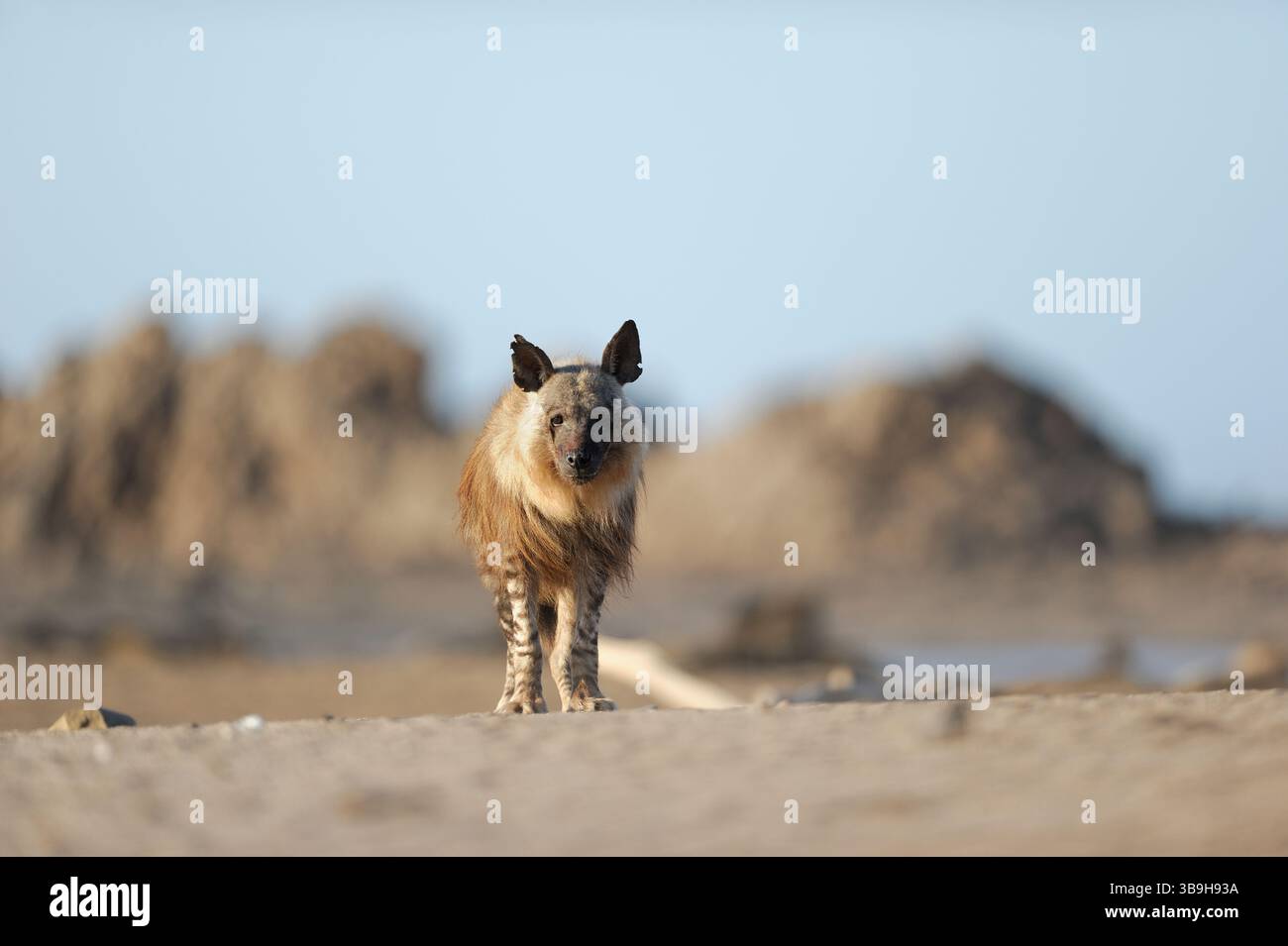 Braune Hyäne (Parahyaena brunnea oder Hyaena brunnea), Tsau-ǁKhaeb-(Sperrgebiet)-Nationalpark, Namibia | Schabrackenhyäne (Parahyaena brunnea oder Hyae Stockfoto