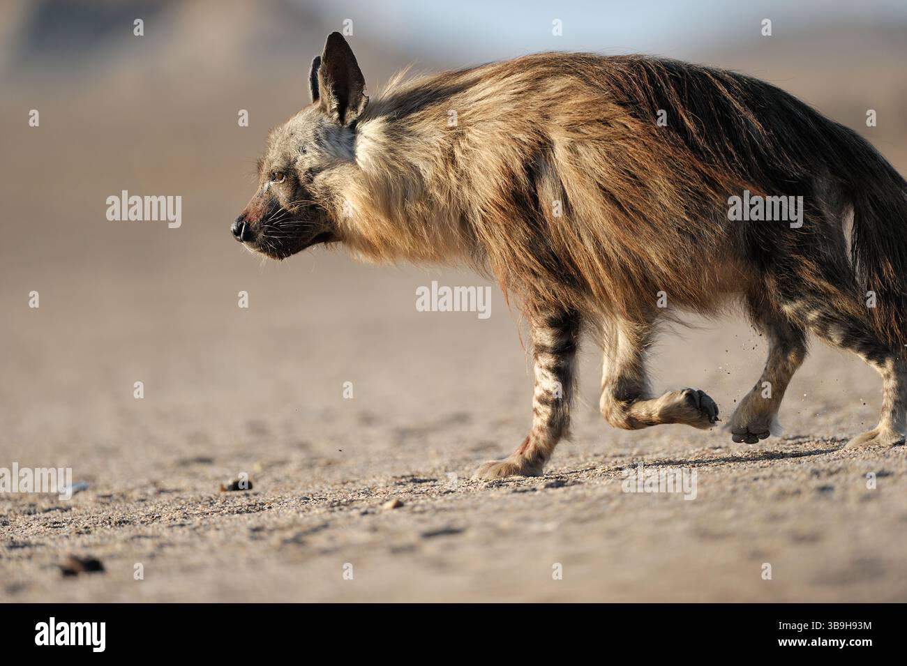 Braune Hyäne (Parahyaena brunnea oder Hyaena brunnea), Tsau-ǁKhaeb-(Sperrgebiet)-Nationalpark, Namibia | Schabrackenhyäne (Parahyaena brunnea oder Hyae Stockfoto