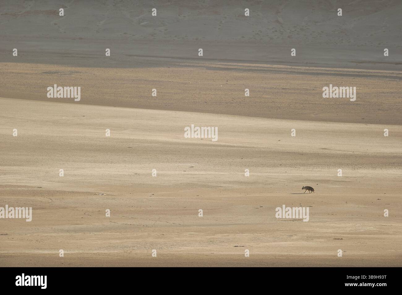 Braune Hyäne (Parahyaena brunnea oder Hyaena brunnea) auf der Suche nach Nahrung, Tsau-ǁKhaeb-(Sperrgebiet)-Nationalpark, Namibia | Schabrackenhyäne (Parahyaena Stockfoto