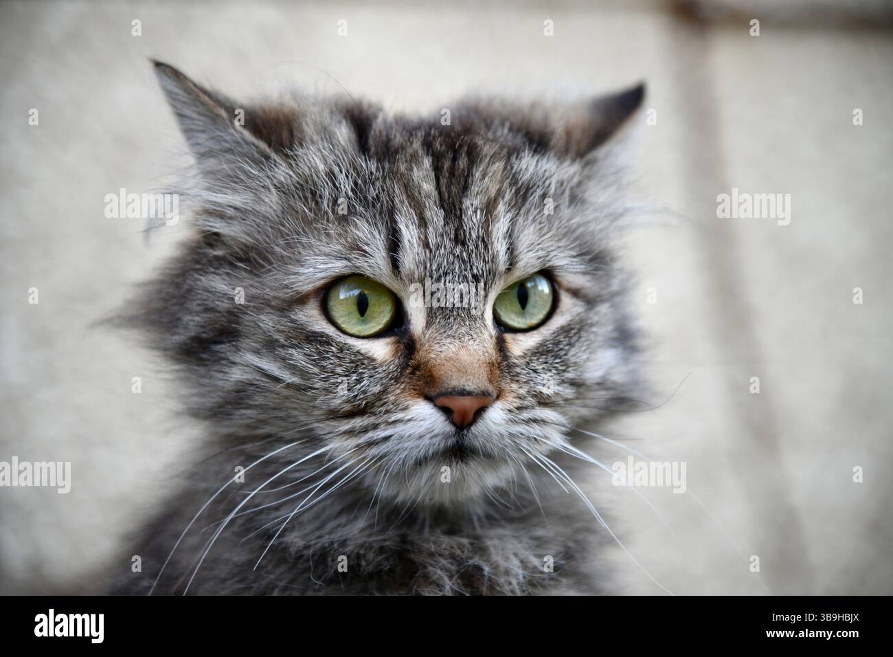 Porträt einer schönen Katze auf schwarzem Hintergrund Stockfoto