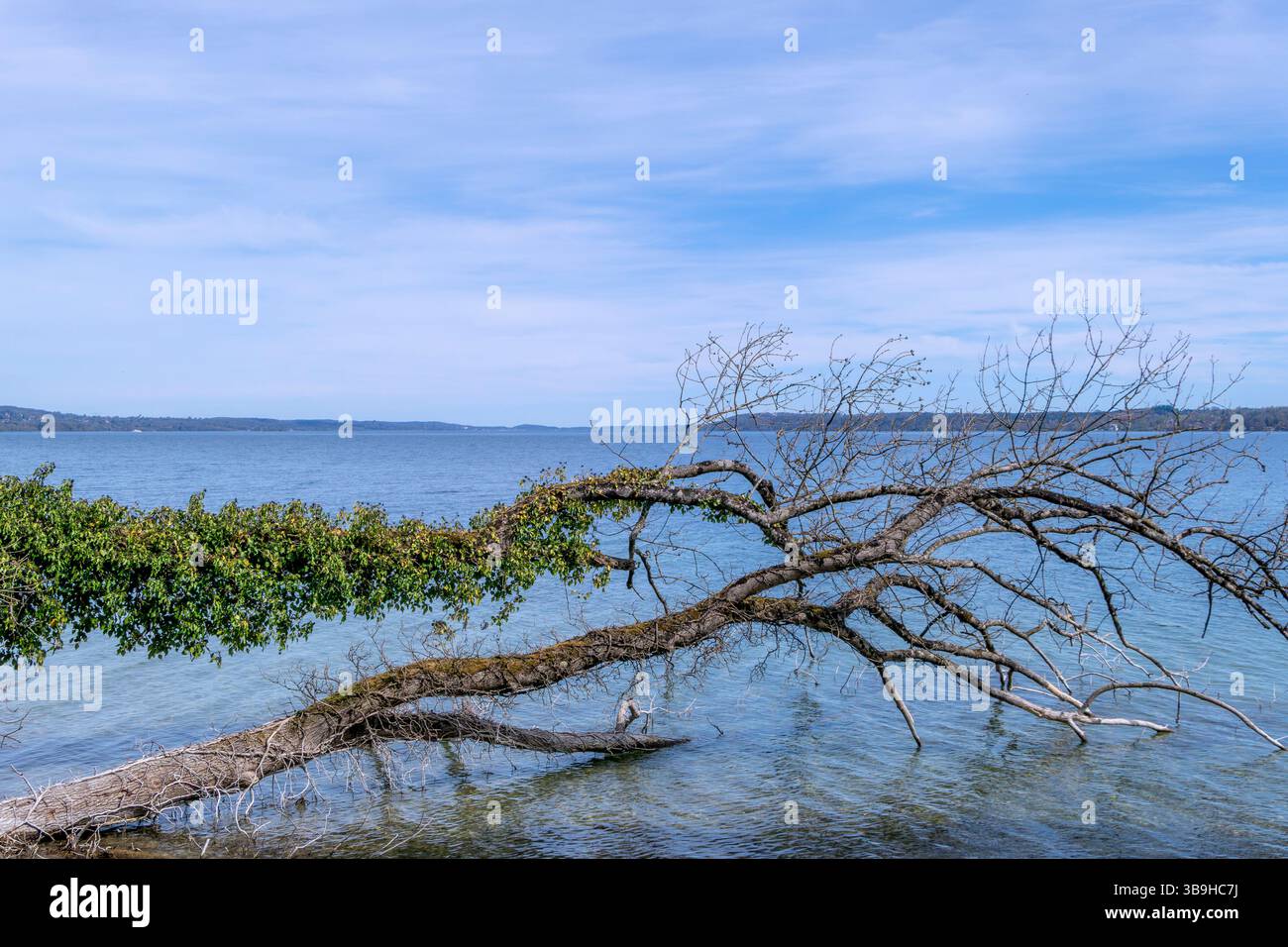 Umgestrzter baum im wasser -Fotos und -Bildmaterial in hoher Auflsung   Alamy