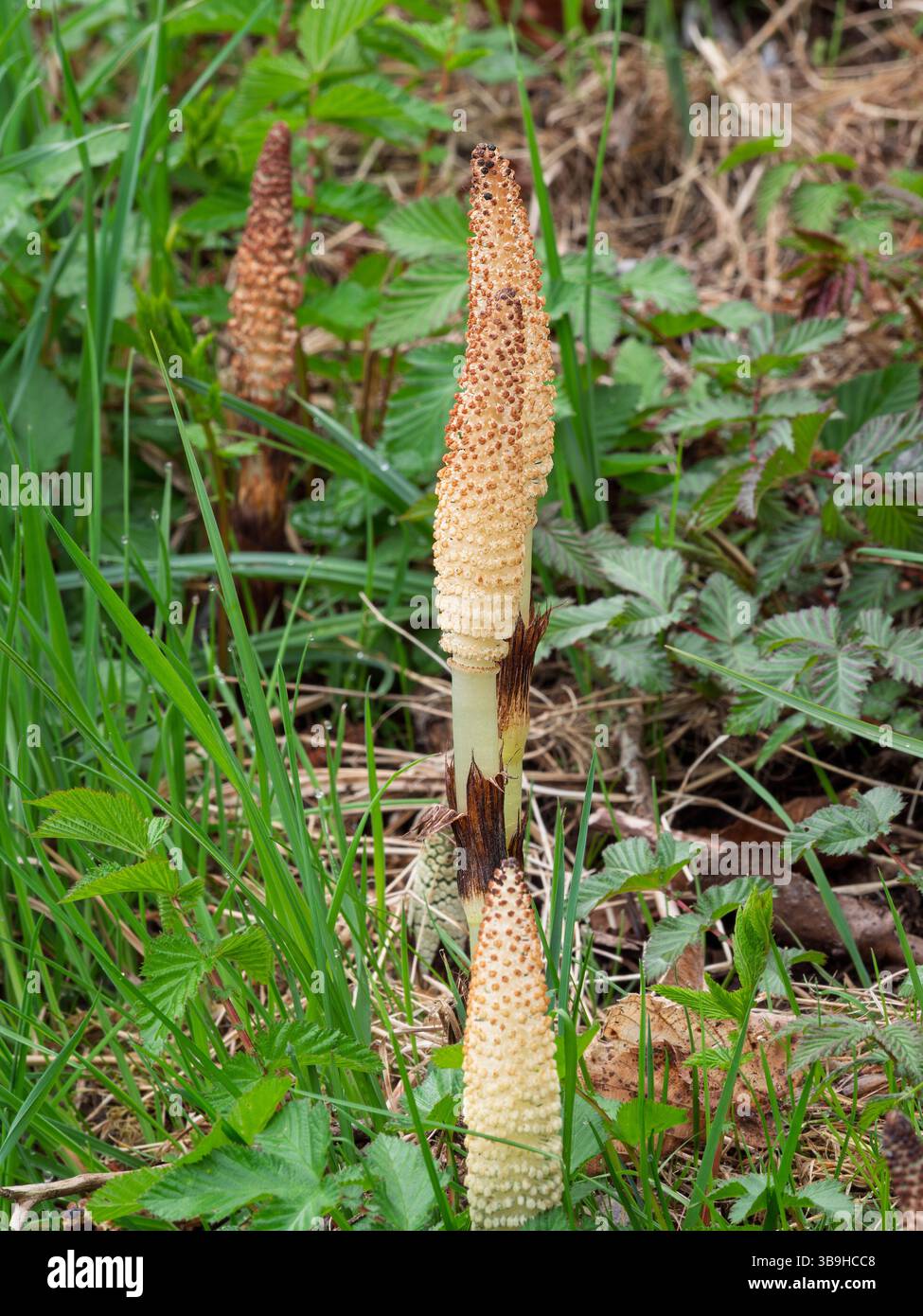 Nahaufnahme eines jungen Schachtelhalms (Equisetum) in den frühen Wachstumsphasen. Die zarte Struktur und das frische Grün des Frühlings machen diese Pflanze zu einem faszinierenden Naturmotiv. Ideal für botanische, ökologische oder wissenschaftliche Themen. Stockfoto