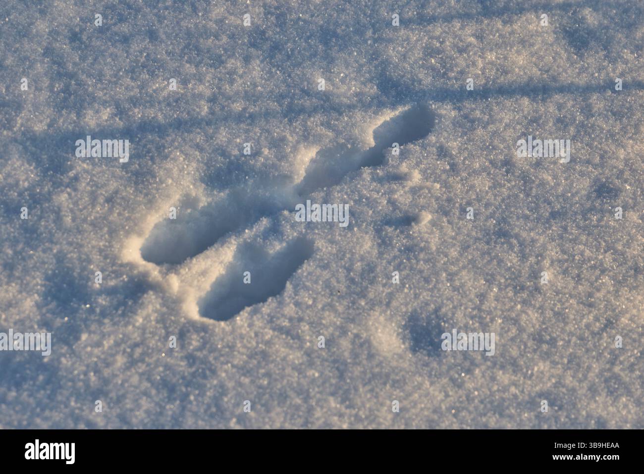 Europa, Nordeuropa, Lappland, Finnland, Winter, Schneehase, Piste Stockfoto