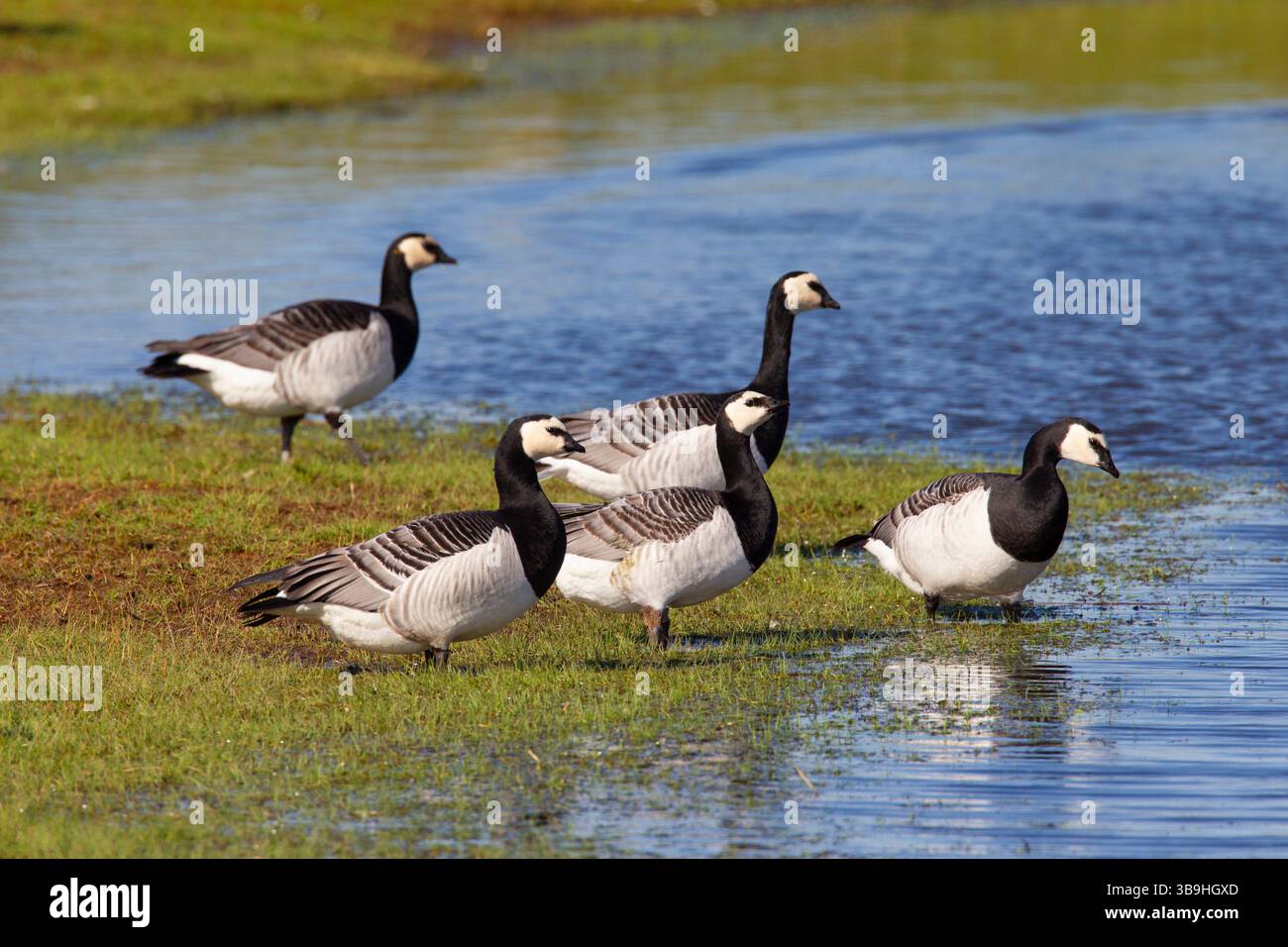 Barnacle Gans, Branta leucopsis, Rastgänse, Schleswig-Holstein, Deutschland Stockfoto