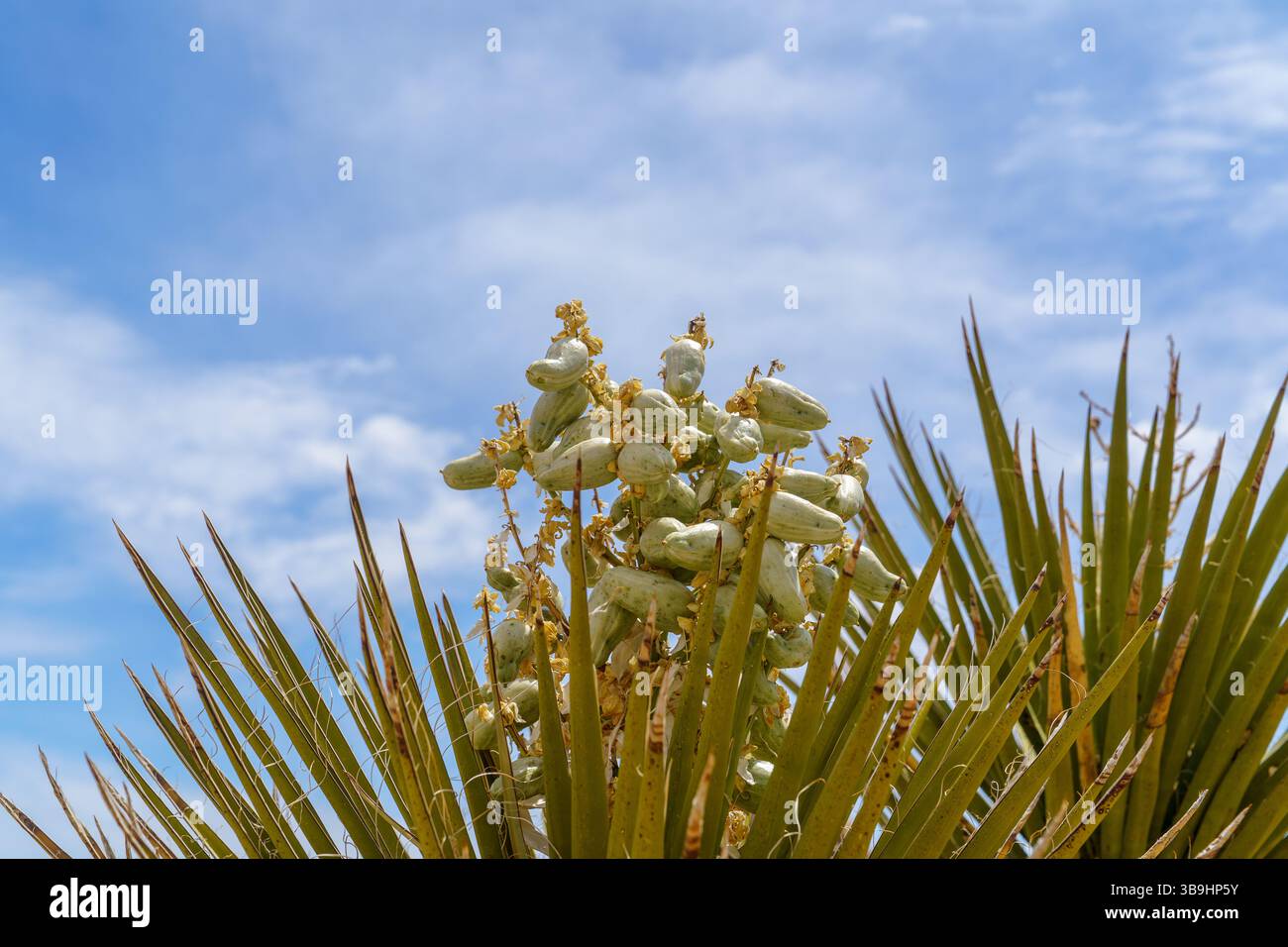 Joshua Tree Yucca Brevifolia mit ungeöffneten grünen Blütenknospen Stockfoto