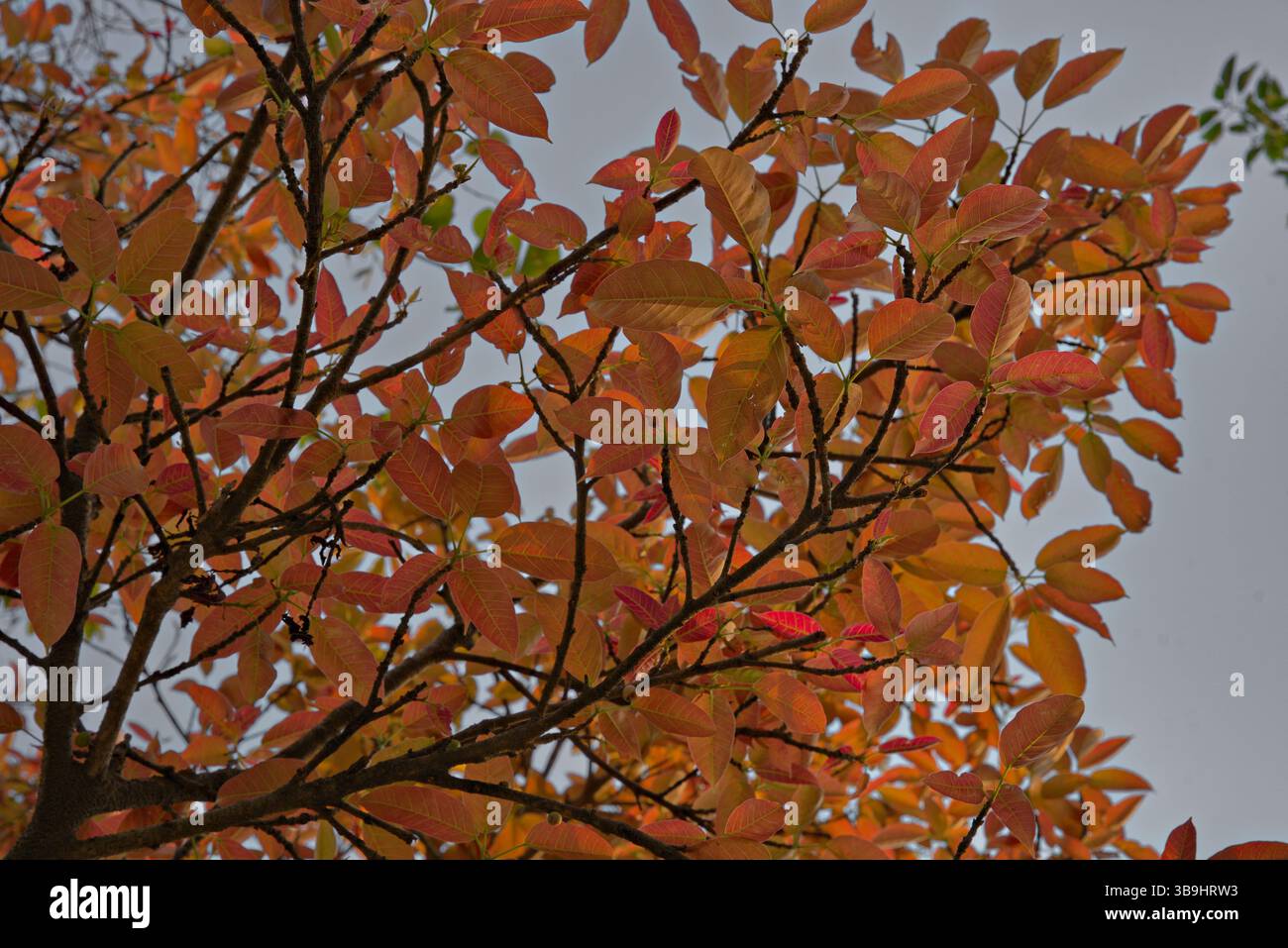 Orangefarbene Blätter einer unbekannten Baumarte, von einer Pflaume oder Feige ähnlichen Frucht, vor bewölktem Himmel während der Sommerdämmerung in Islamabad Stockfoto