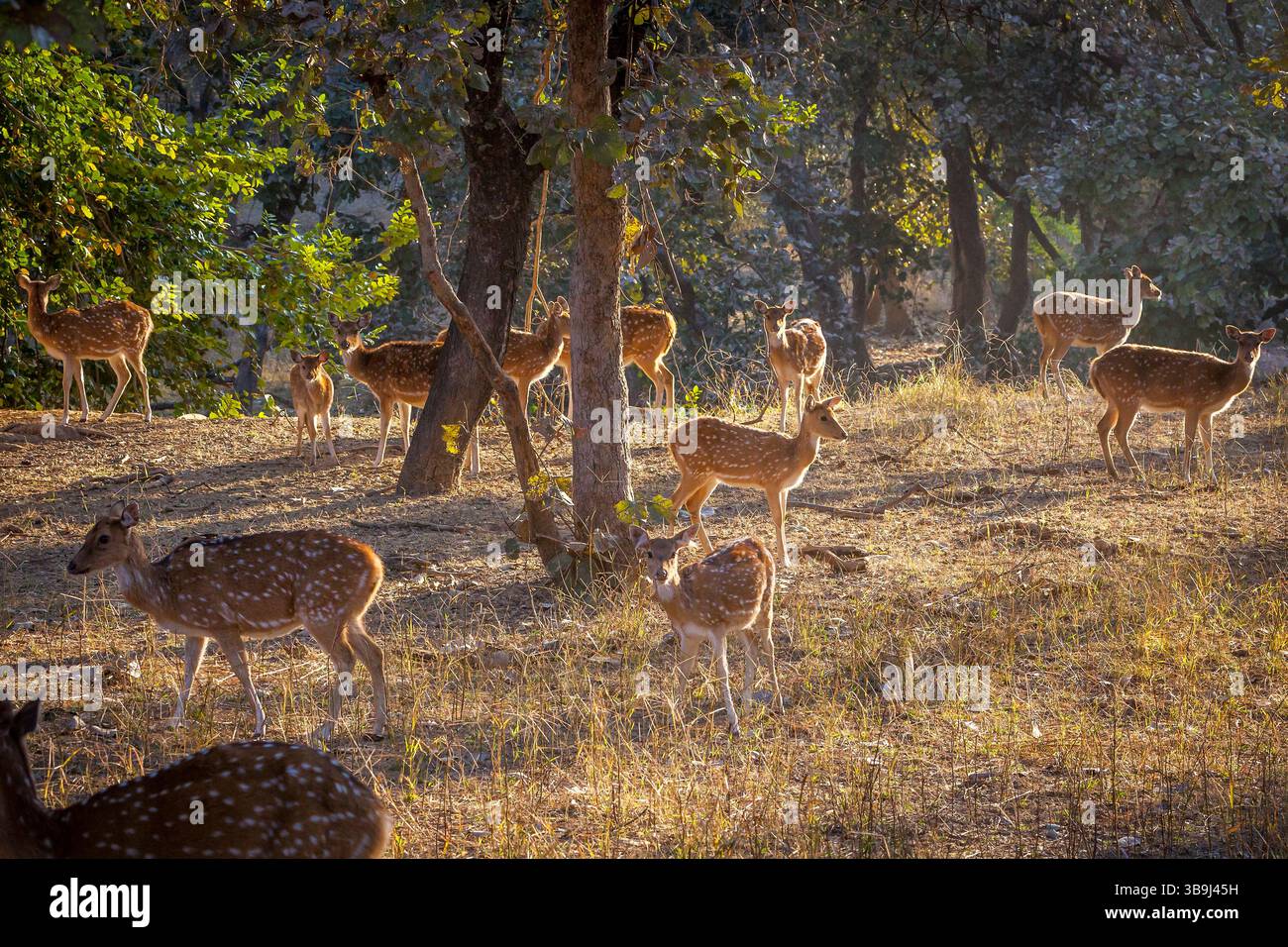 Eine Herde von Chital-Hintern, auch bekannt als Achsenhirsche oder Fleckhirsche, im Ranthambore-Nationalpark, Rajasthan, Indien Stockfoto