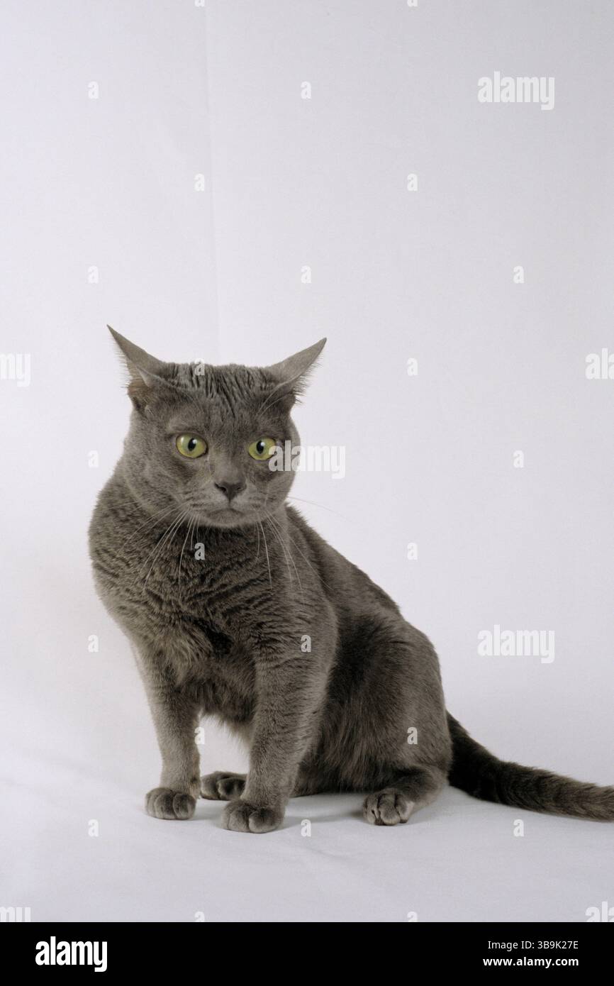 Cat, korat Cat Stockfoto