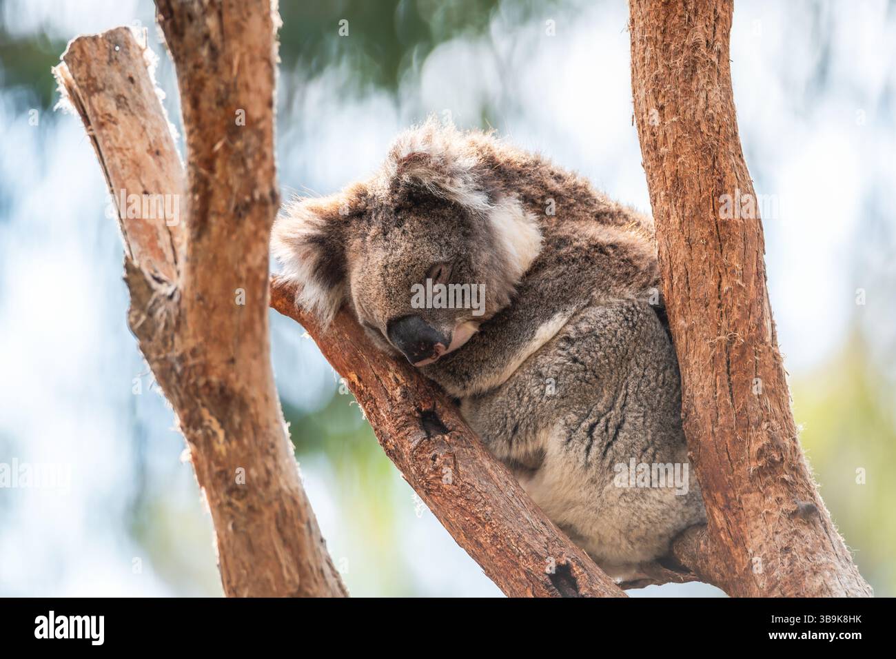 Australischer Koalabär, der an einem Tag auf einem Baumzweig sitzt, Adelaide Hills, SA Stockfoto