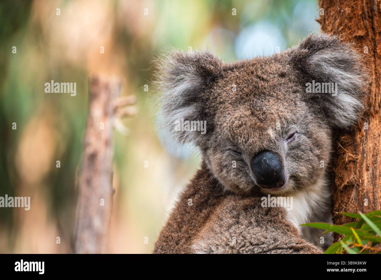 Australischer Koalabär, der an einem Tag auf einem Baumzweig sitzt, Adelaide Hills, SA Stockfoto