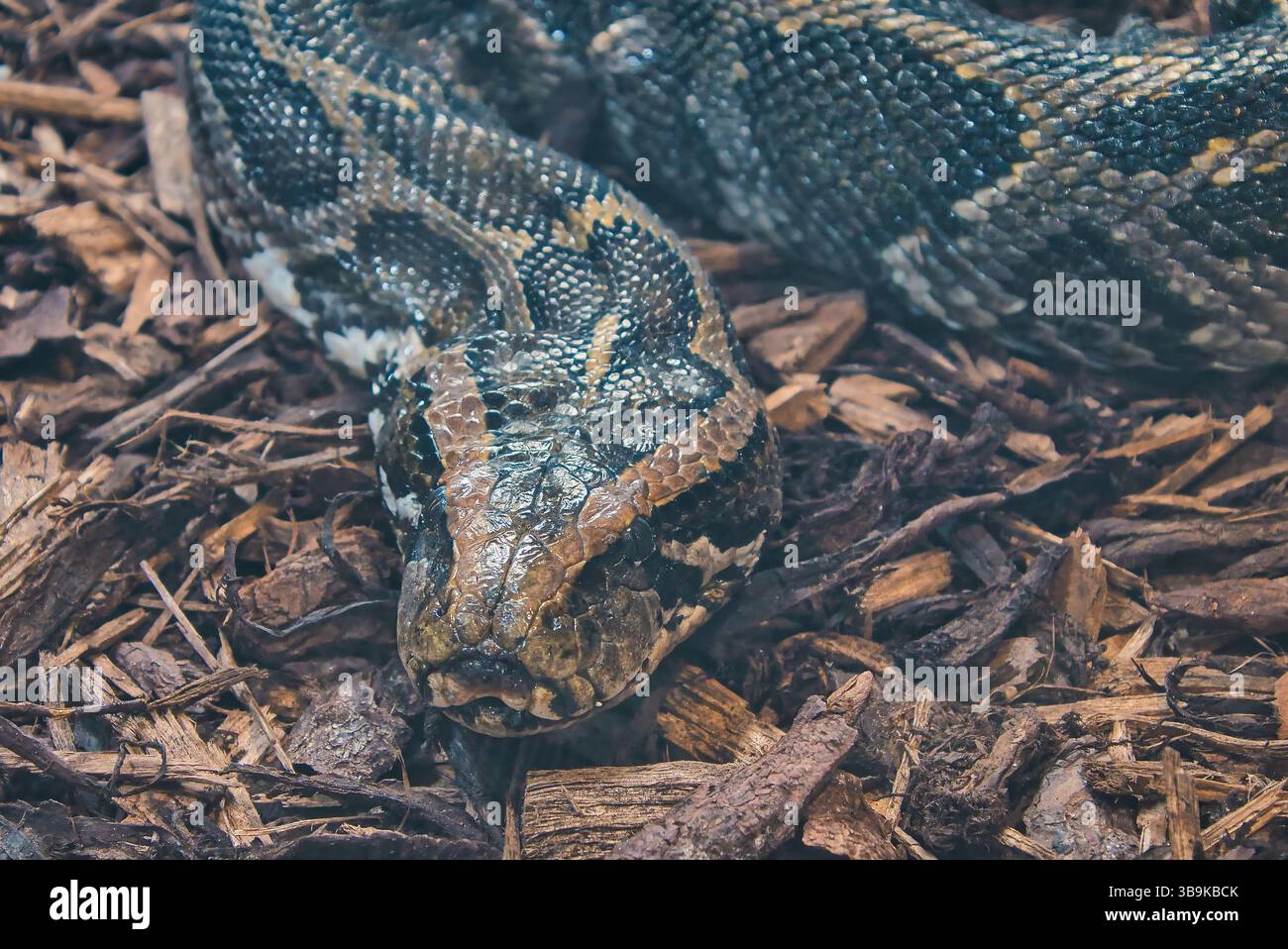 Schlange auf dem Boden Constrictor Stockfoto