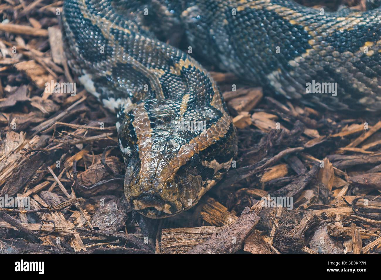Schlange auf dem Boden Constrictor Stockfoto