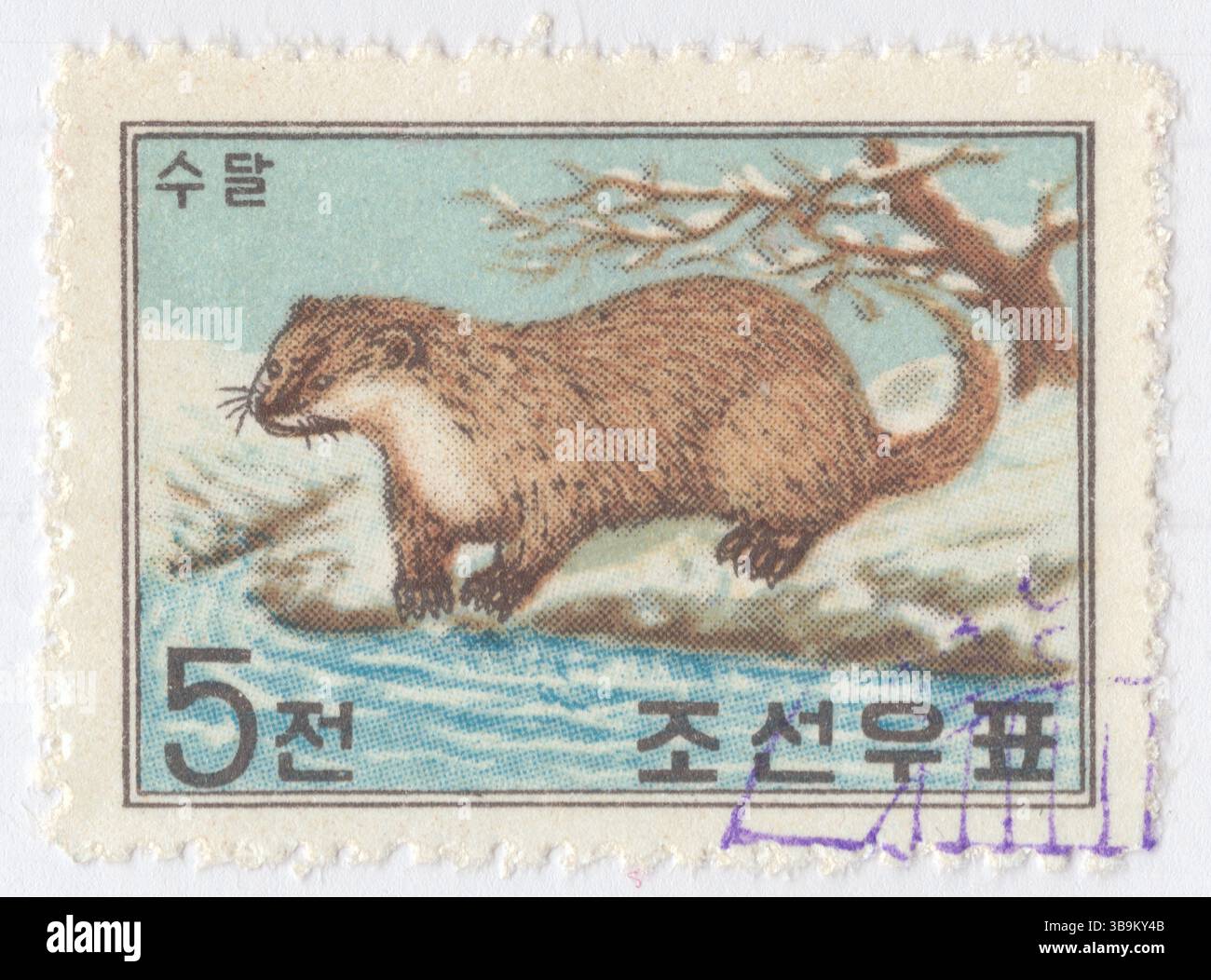 NORDKOREA, DVRK - 24. Januar 1962: 5 chon mehrfarbige Briefmarke mit Darstellung von Sable, Game Preservation. Der Sable (Martes zibellina) ist eine Marderart, ein kleines allesfressenes Säugetier, das hauptsächlich in den Wäldern Nordkoreas lebt. Sable Pelz ist seit dem frühen Mittelalter ein sehr geschätztes Produkt im Pelzhandel und gilt allgemein als der schönste und am reichsten getönte Pelz unter den mardern. Sable Fell ist einzigartig, da es seine Geschmeidigkeit in jede Richtung behält, in die es gestreift wird. Das Fell anderer Tiere fühlt sich an, wie es gegen das Korn gestreift ist Stockfoto