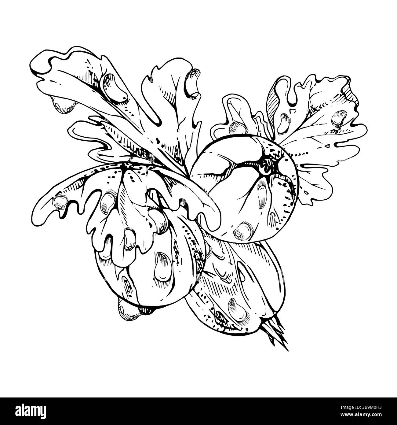 Stachelbeeren Blätter in Wasser-Tau-Tropfen, reifer Garten Johannisbeere Huckleberry Casseille Jostaberry. Isolierte botanische Illustration, handgezeichnet Stock Vektor