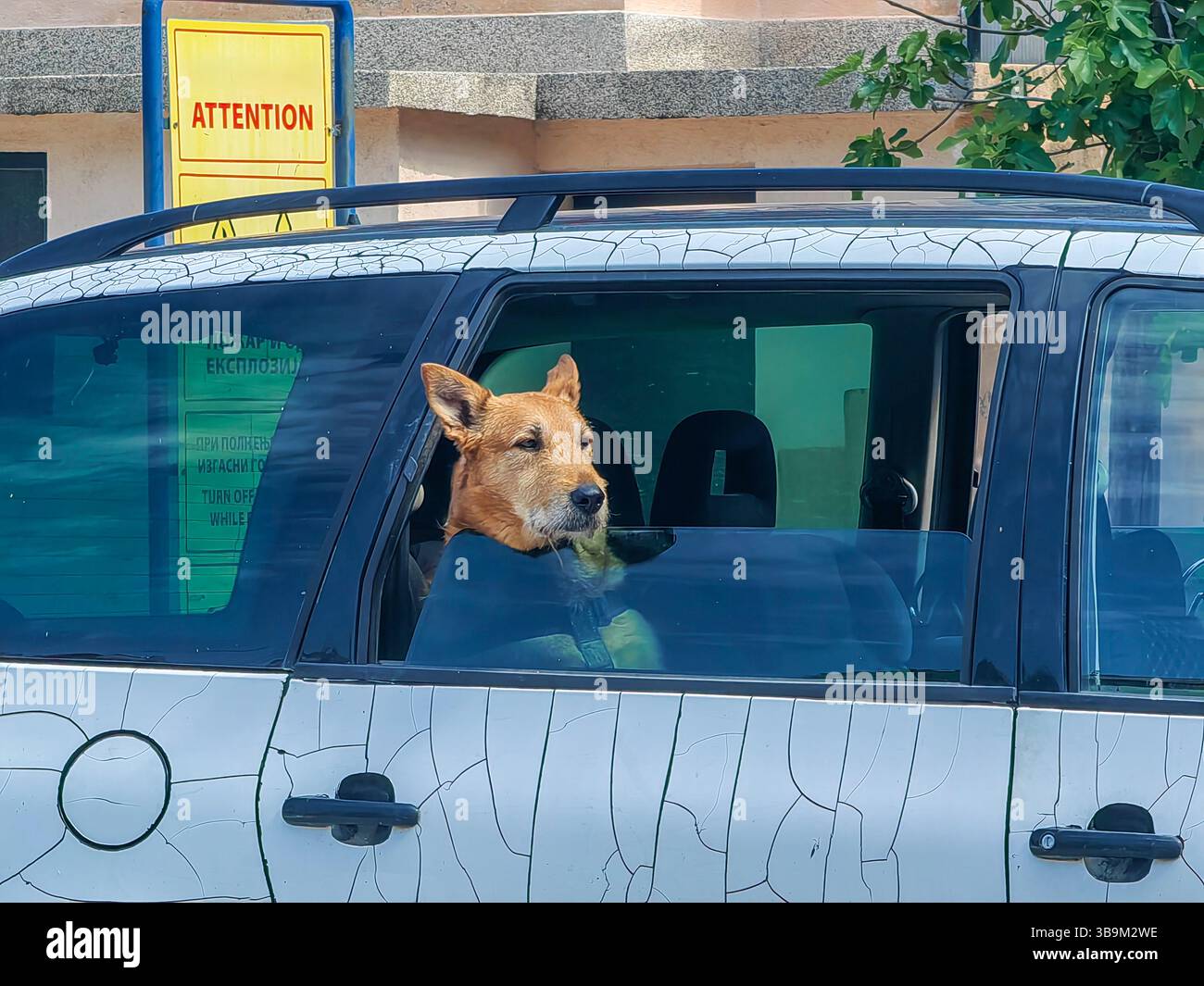 Hundeblick: Neugierige Augen am Fenster Stockfoto