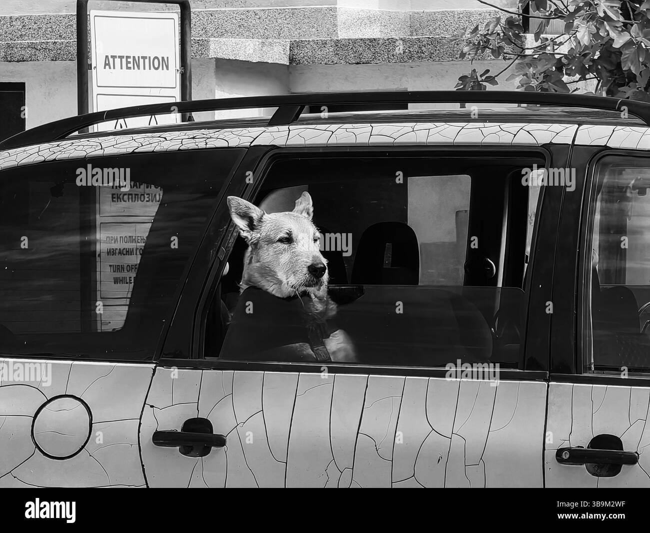 Hundeblick: Neugierige Augen am Fenster Stockfoto