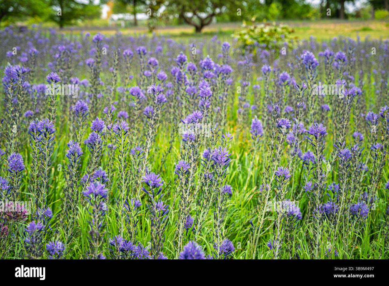 Ein Feld der blauen Camassia leichtinii blüht im Frühjahr im RHS Garden Wisley, Surrey, Südosten Englands Stockfoto