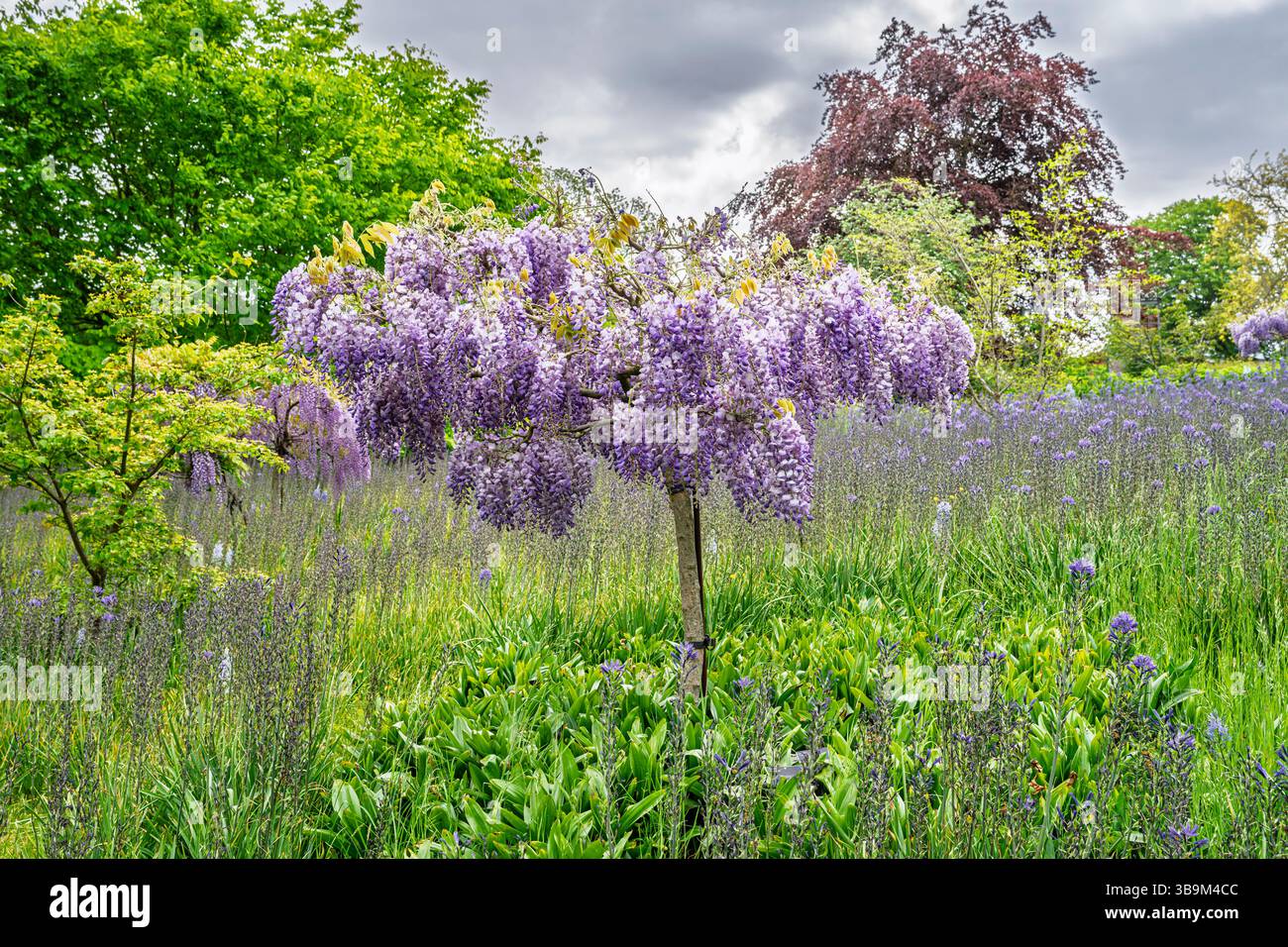 Wisteria floribunda wächst als Standardbusch zwischen Camassia leichtinii-Blüten im RHS Garden Wisley, Surrey, Südosten Englands im Frühjahr Stockfoto