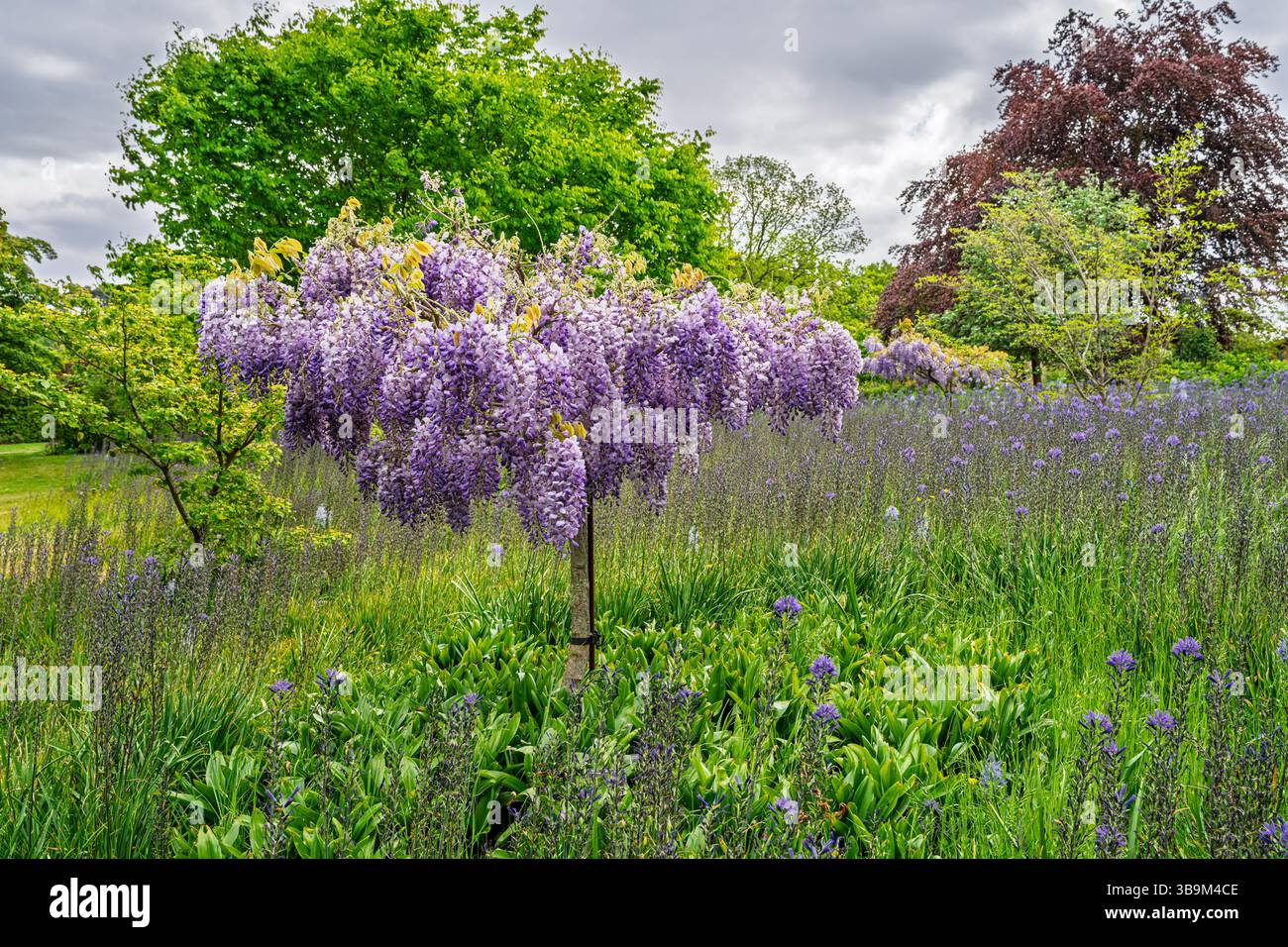 Wisteria floribunda wächst als Standardbusch zwischen Camassia leichtinii-Blüten im RHS Garden Wisley, Surrey, Südosten Englands im Frühjahr Stockfoto