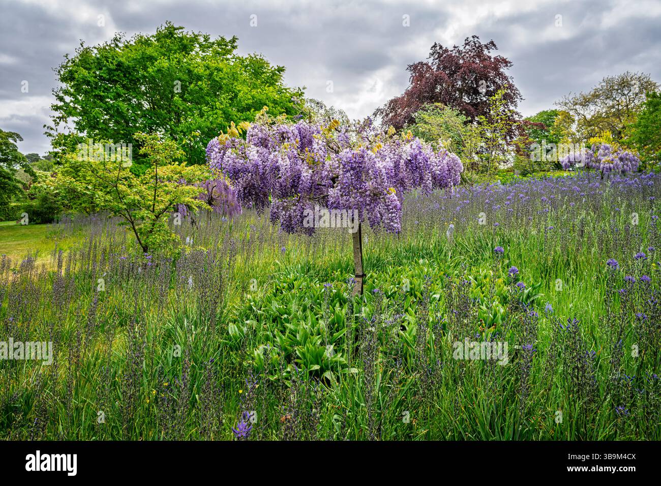 Wisteria floribunda wächst als Standardbusch zwischen Camassia leichtinii-Blüten im RHS Garden Wisley, Surrey, Südosten Englands im Frühjahr Stockfoto