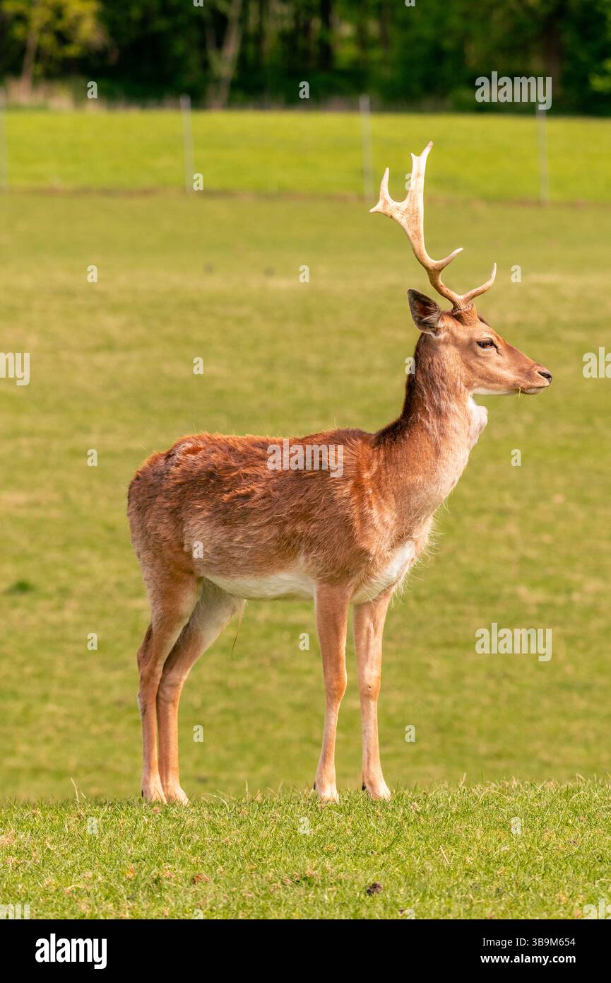 Ein junger Hirschbock mit gebrochenem Geweih steht auf einer Wiese Stockfoto