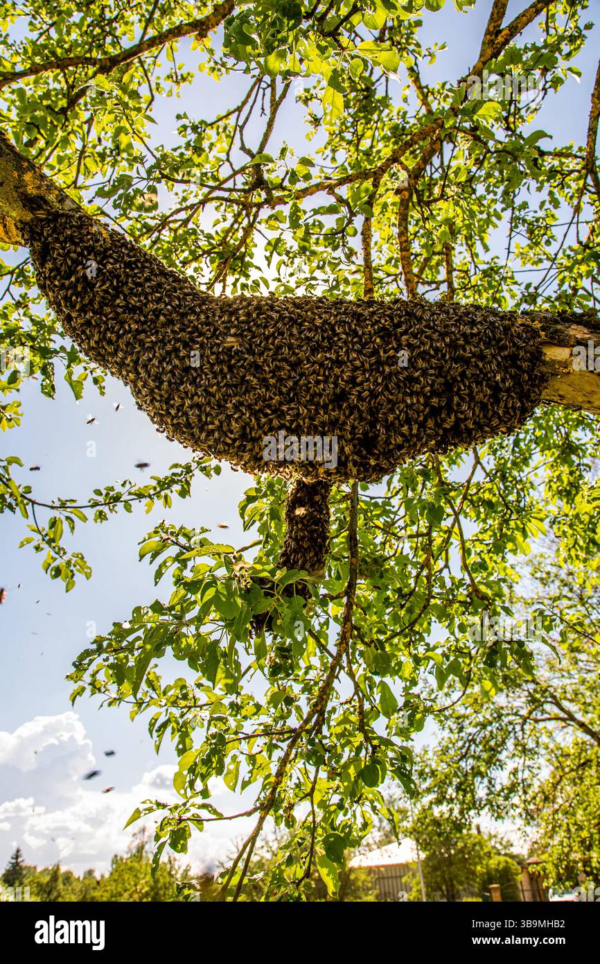 Bienenstock mit Honigbienenschwarm, der an einem Baumzweig hängt. Bienen schwärmen. Stockfoto