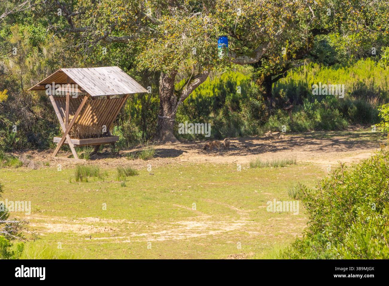 Wildschweine, die in der Nähe einer hölzernen Futtertroge im wunderschönen tapada nacional de mafra, einem atemberaubenden Naturpark in portugal, nach Futter suchen Stockfoto