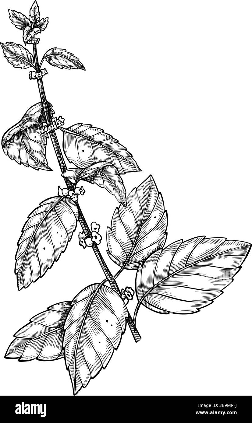 Vektorabbildung eines Zweigs mit Zitronenbalsam in linearer Form. Zeichnung von Mint für kulinarische Designs und Bio-Kräutergärten. Skizze von Melissa für Aromatherapie oder Kochbuchmenü. Schwarze Gravur. Stock Vektor