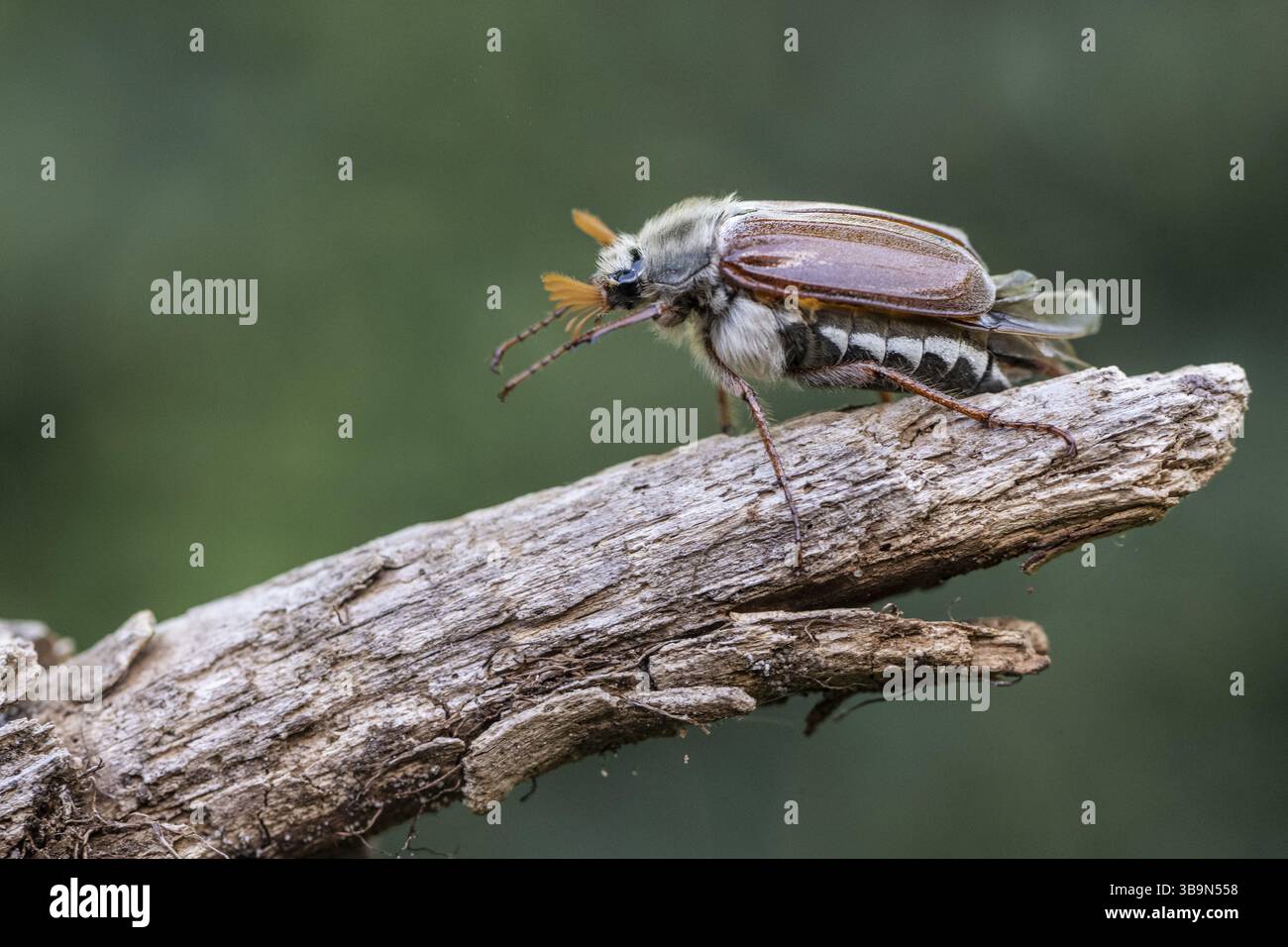 Cockchafer (Melolontha melolontha), Emsland, Niedersachsen, Deutschland, Europa Stockfoto