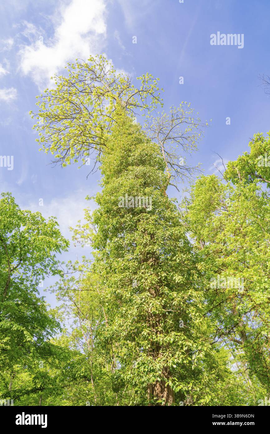 Hoher Baum erhebt sich in den blauen Himmel, umgeben von grünem Laub, Waldweideprojekt, Ausgleichsmaßnahme für die Hermann-Hessener Bahn, Gechingen Stockfoto