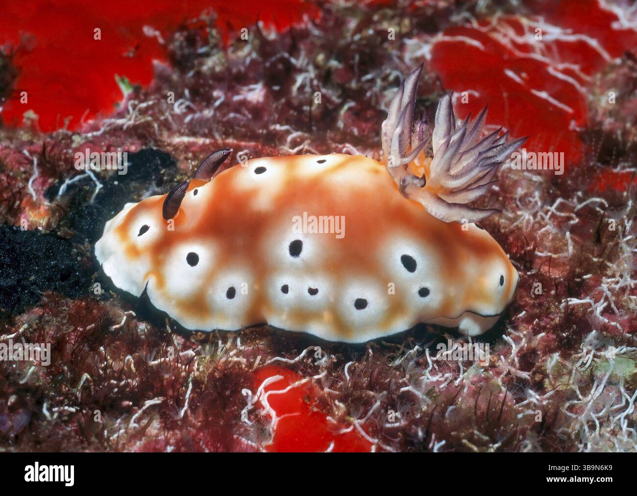 Leopardensternschnecke (Chromodoris leopardus) Nacktschnecke, schalenlose Meeresschnecke hat Antennen auf der linken Seite und Kiemen auf der rechten Seite, Hinterkiemen, A Stockfoto