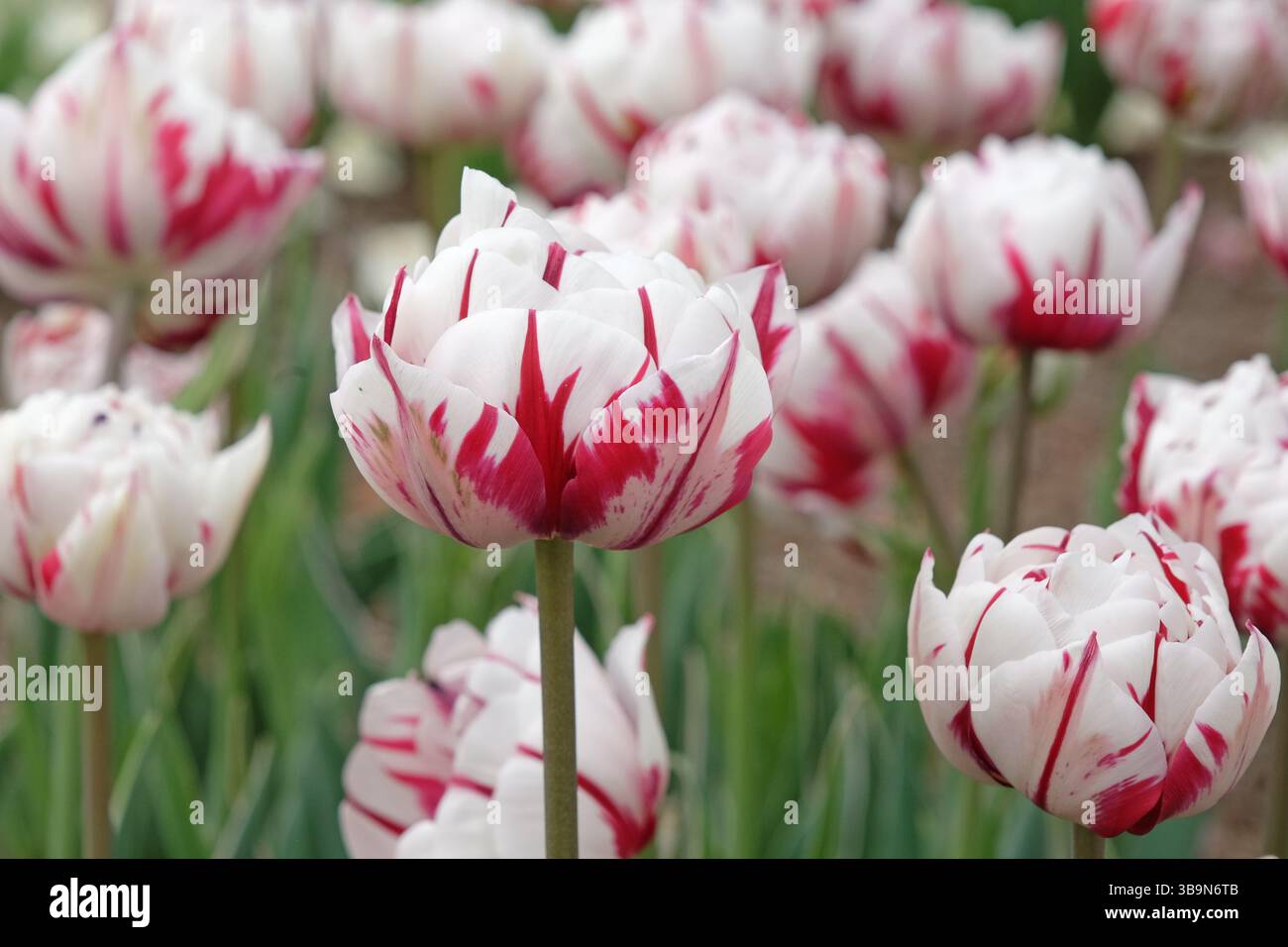 Rote und weiße, vielfarbige späte Tulpe, Tulipa „Carnaval de Nice“ in Blüte. Stockfoto