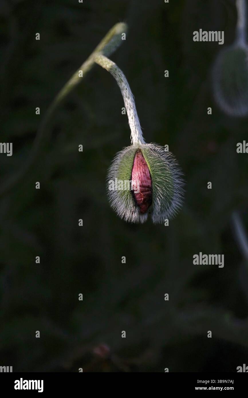 Geheimnisvoller Mohn, Frühling, Deutschland, Europa Stockfoto