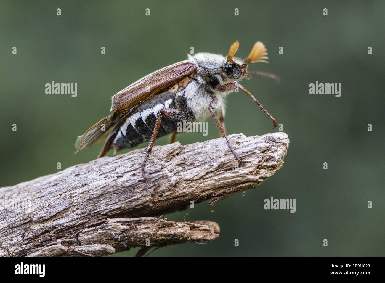Cockchafer (Melolontha melolontha), Emsland, Niedersachsen, Deutschland, Europa Stockfoto