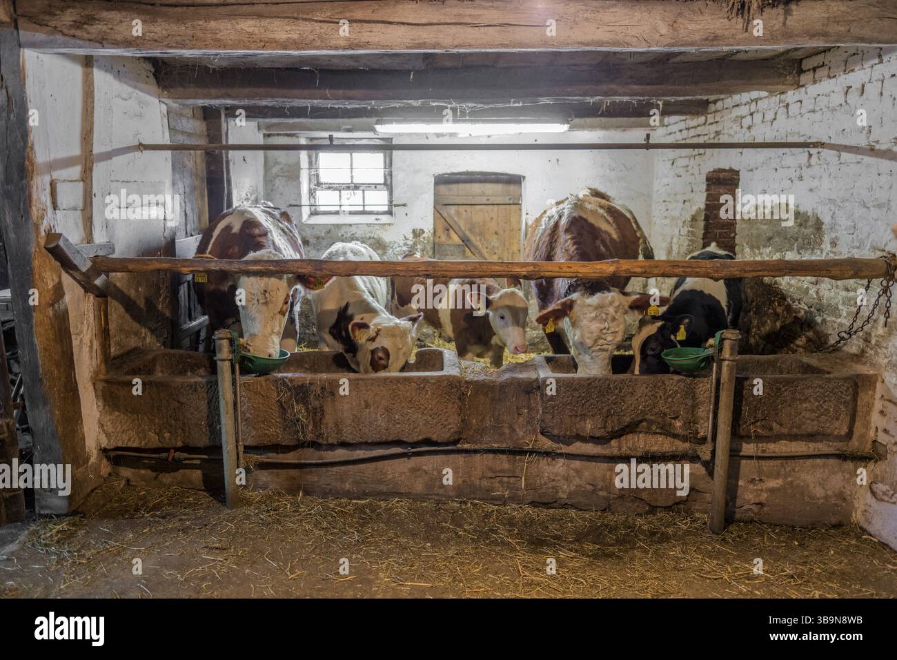 Fütterung im historischen Kuhstall Stockfoto