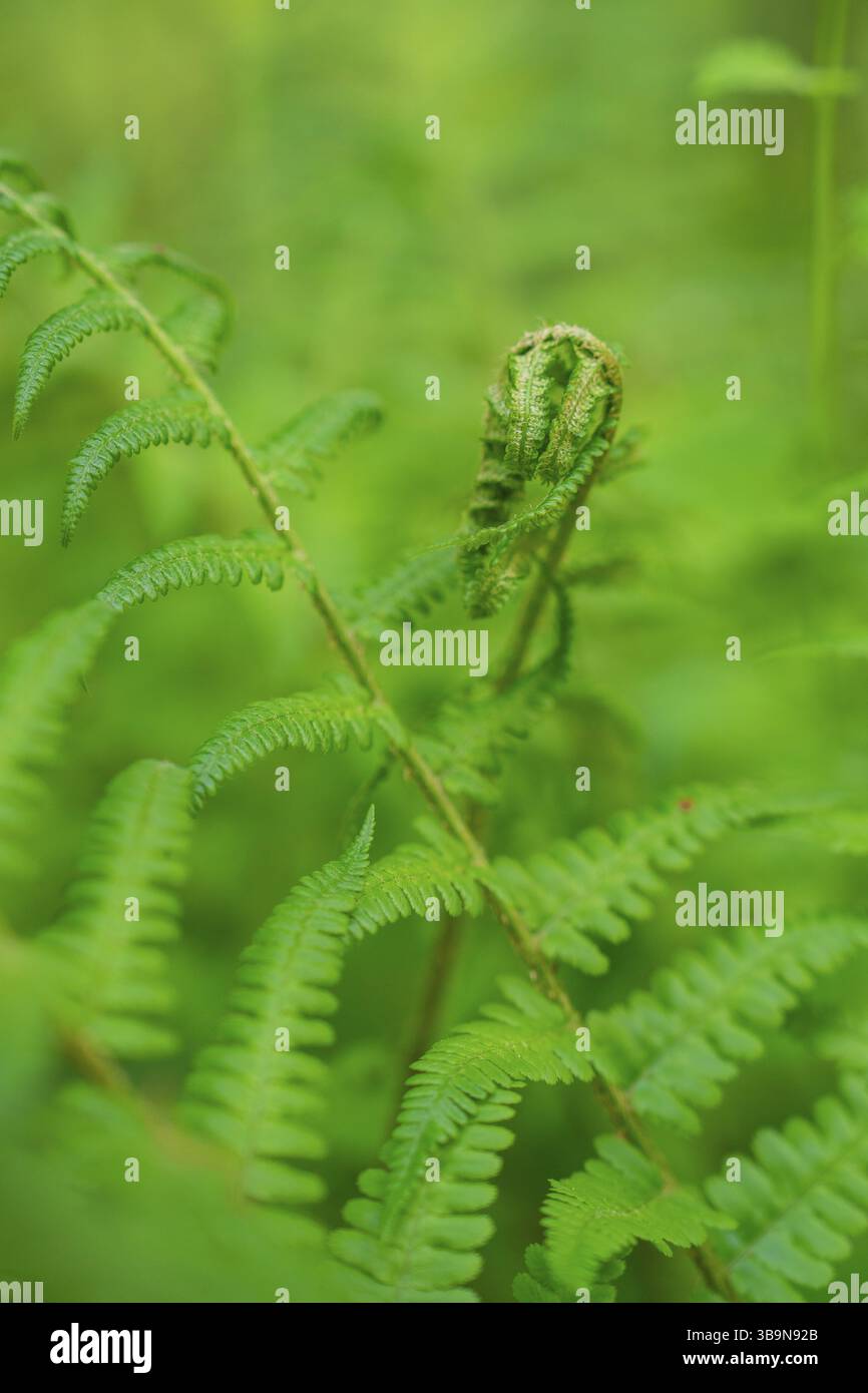 Detailansicht eines Grünfarns mit gewelltem Blatt im Vordergrund, Waldweideprojekt, Ausgleichsmaßnahme für die Hermann-Hessener Bahn, Gechin Stockfoto