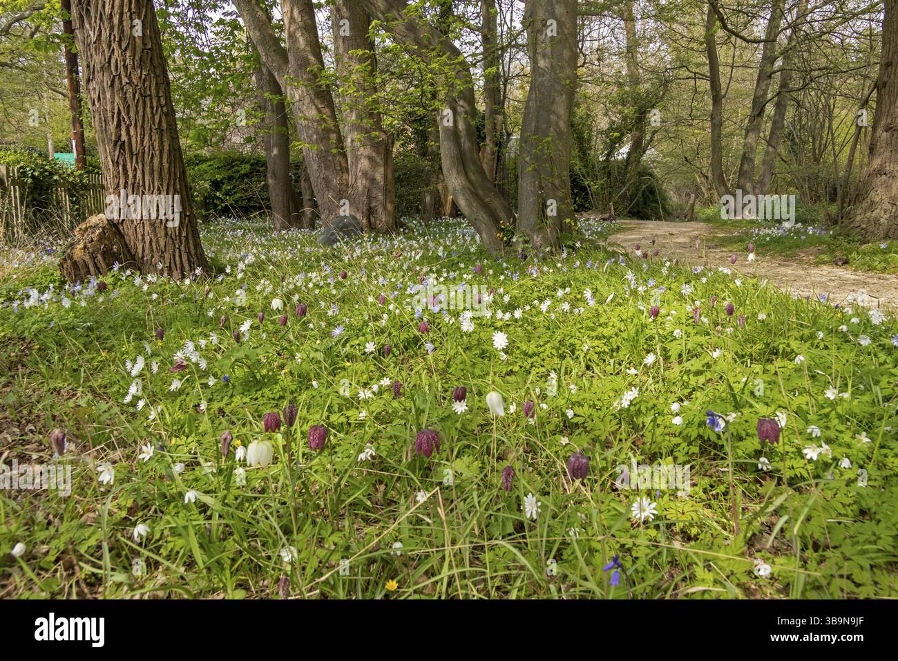 Wildblumen am Fluss, Shottery, Stratford-upon-Avon, Warwickshire, England, Großbritannien Stockfoto