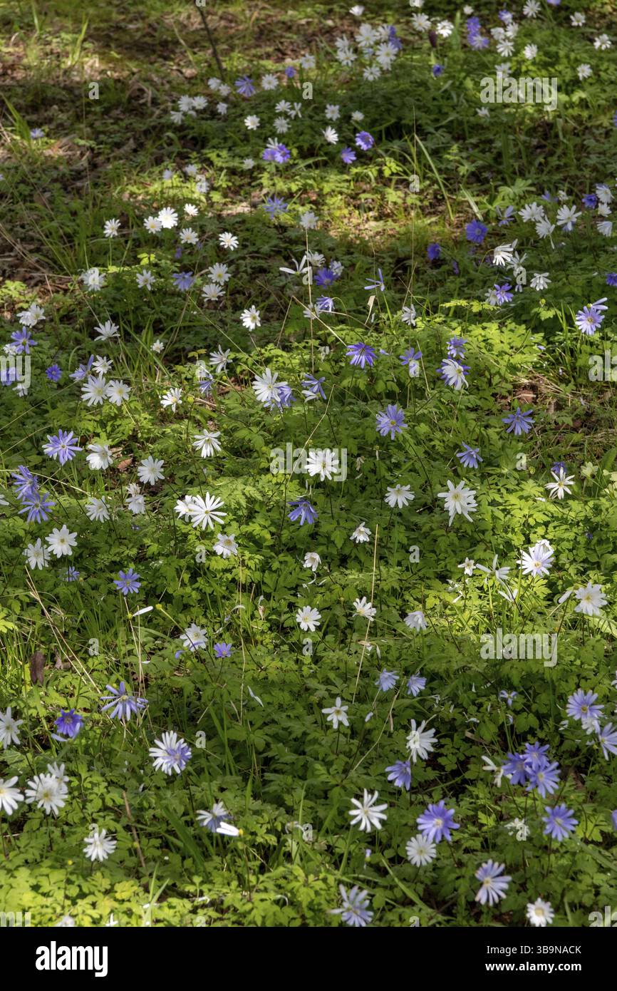 Wildblumen am Fluss, Shottery, Stratford-upon-Avon, Warwickshire, England, Großbritannien Stockfoto