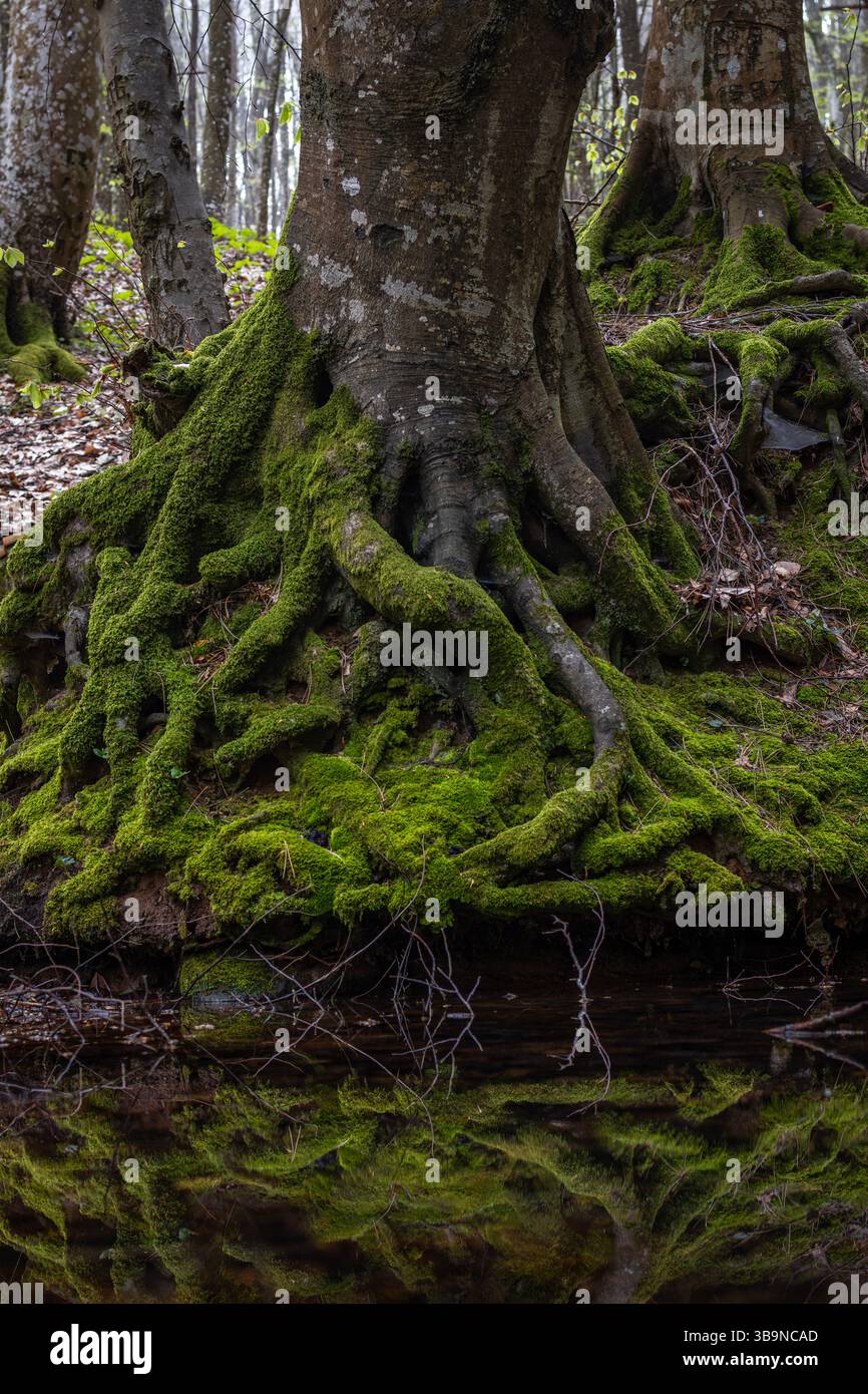 Die Wurzeln eines großen Baumes spiegeln sich im Wasser eines Flusses in Strandja, Bulgarien Stockfoto