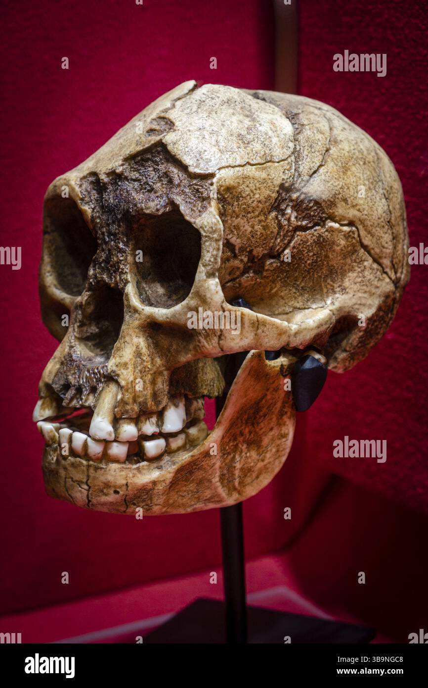 Homo floresiensis Schädelreplica, Museo Comarcal de Molina de Aragon, Guadalajara, Spanien, Europa Stockfoto