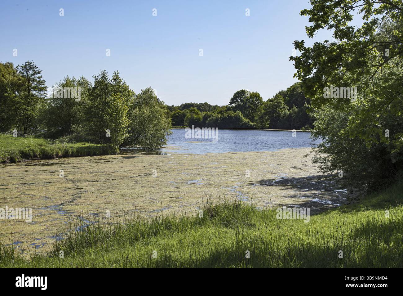 Üppige grüne Algen bedecken die Oberfläche eines Sees, was in der Sommersaison Bedenken hinsichtlich der Wasserqualität und der Ökosystemgesundheit aufkommen lässt Stockfoto