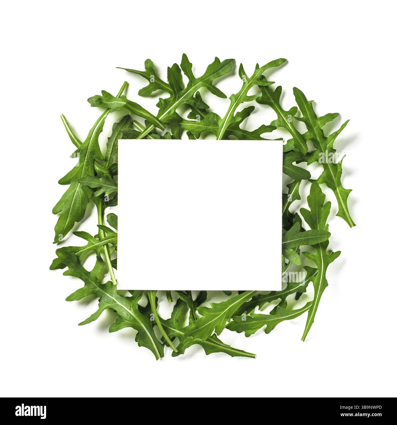 Kreatives Layout mit Rucola-Blättern. Weißes Papier quadratisch auf einem Haufen Rucola oder Rucola Blätter. Isoliert auf Weiß mit Beschneidungspfad. Draufsicht oder fl Stockfoto Kreatives Layout mit Rucola-Blättern. Weißes Papier quadratisch auf einem Haufen Rucola oder Rucola Blätter. Isoliert auf Weiß mit Beschneidungspfad. Draufsicht oder fl Stockfoto