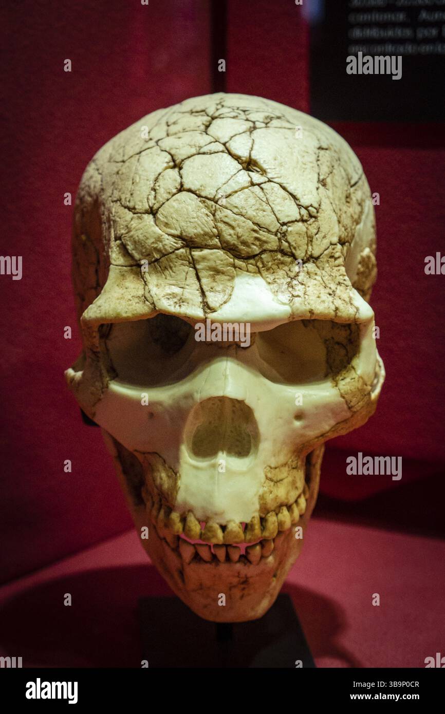 Homo sapiens, Skhul V Schädelnachbildung, Museo Comarcal de Molina de Aragon, Guadalajara, Spanien, Europa Stockfoto