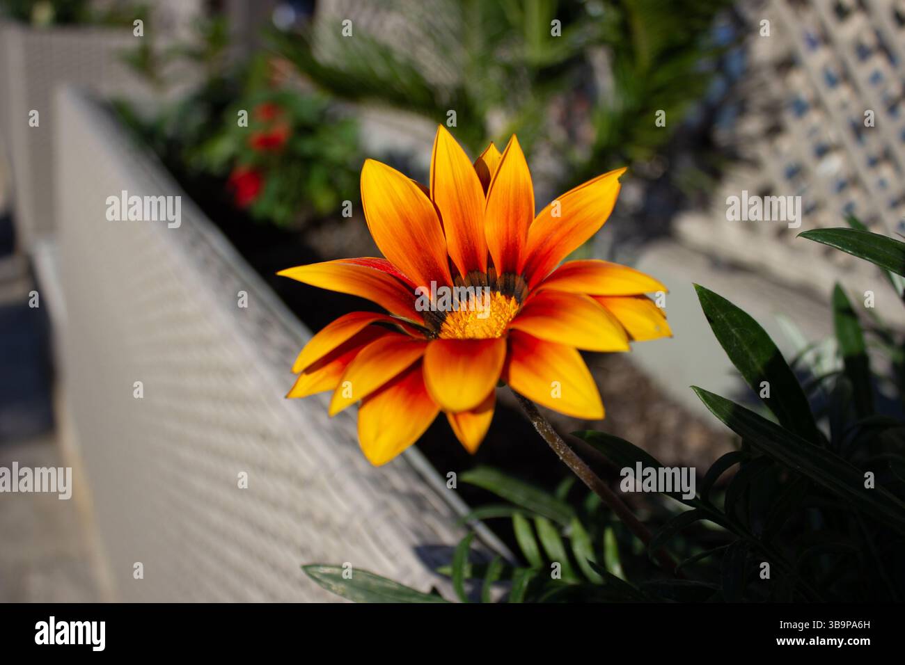 Exotische Orangenblütengazania in der Tiefe bei sonnigem Wetter. Schöner floraler Hintergrund. Stockfoto